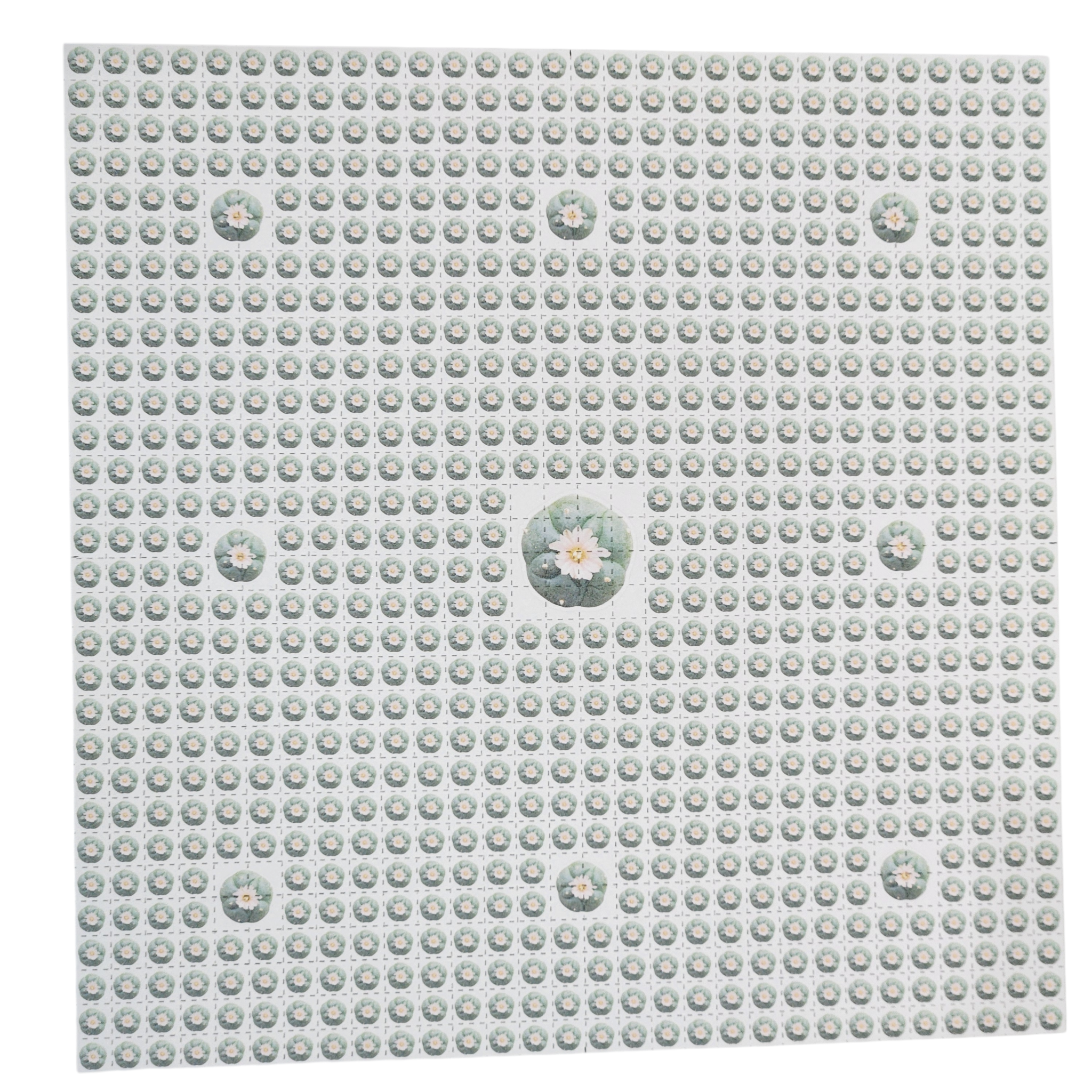 American Blotter | Peyote